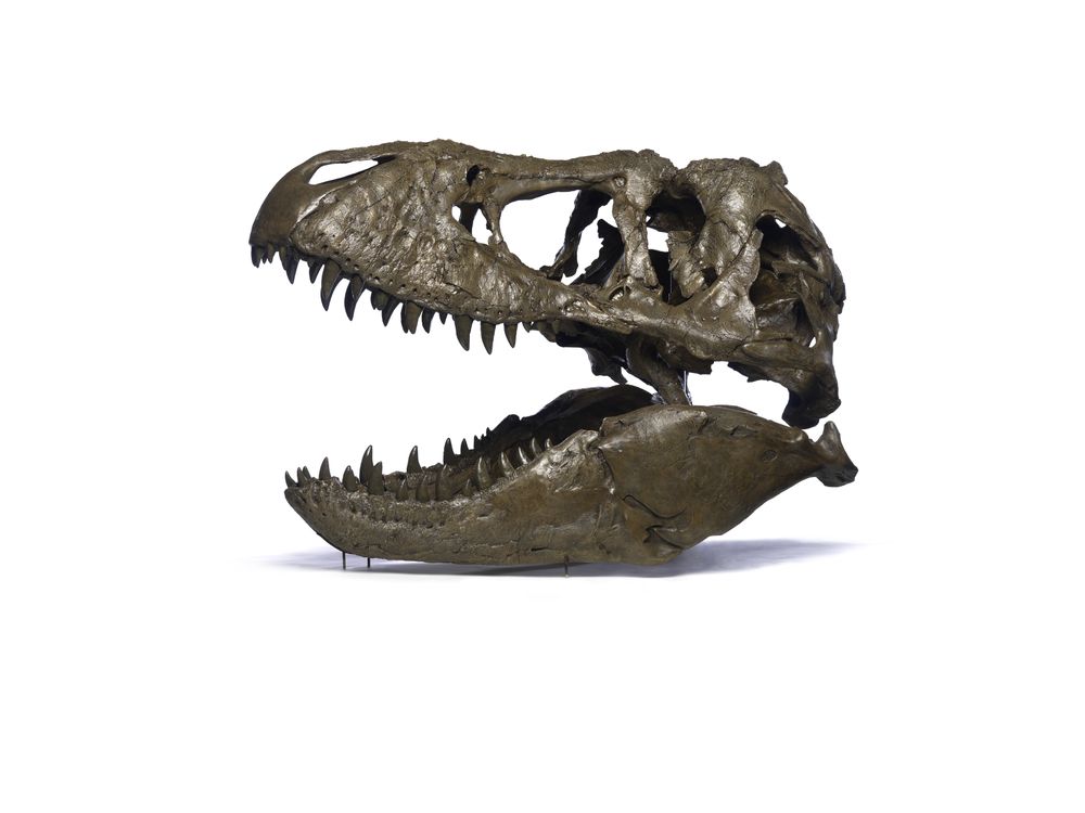 t rex skeleton head