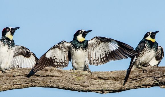 Three black and white acorn woodpeckers perched on a branch with wings spread.