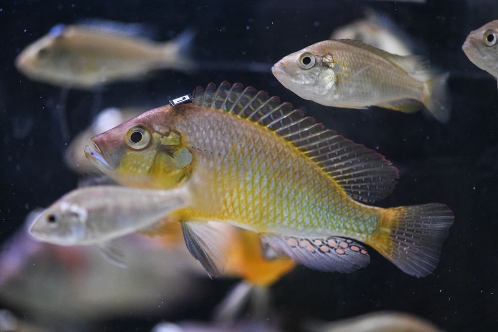 A side view of an Astatotilapia burtoni fish in an aquarium with a barcode attached to its head, with other fish swimming in the background