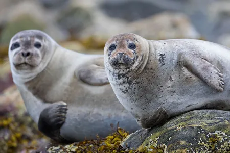 Researchers say photo recognition could help scientists learn more about how seals move around.