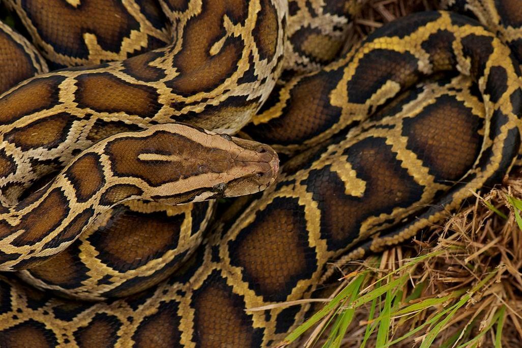 A close-up photo of a Burmese python in grass. It is coiled up in the grass, and it has dark brown splotches on light brown scales. 