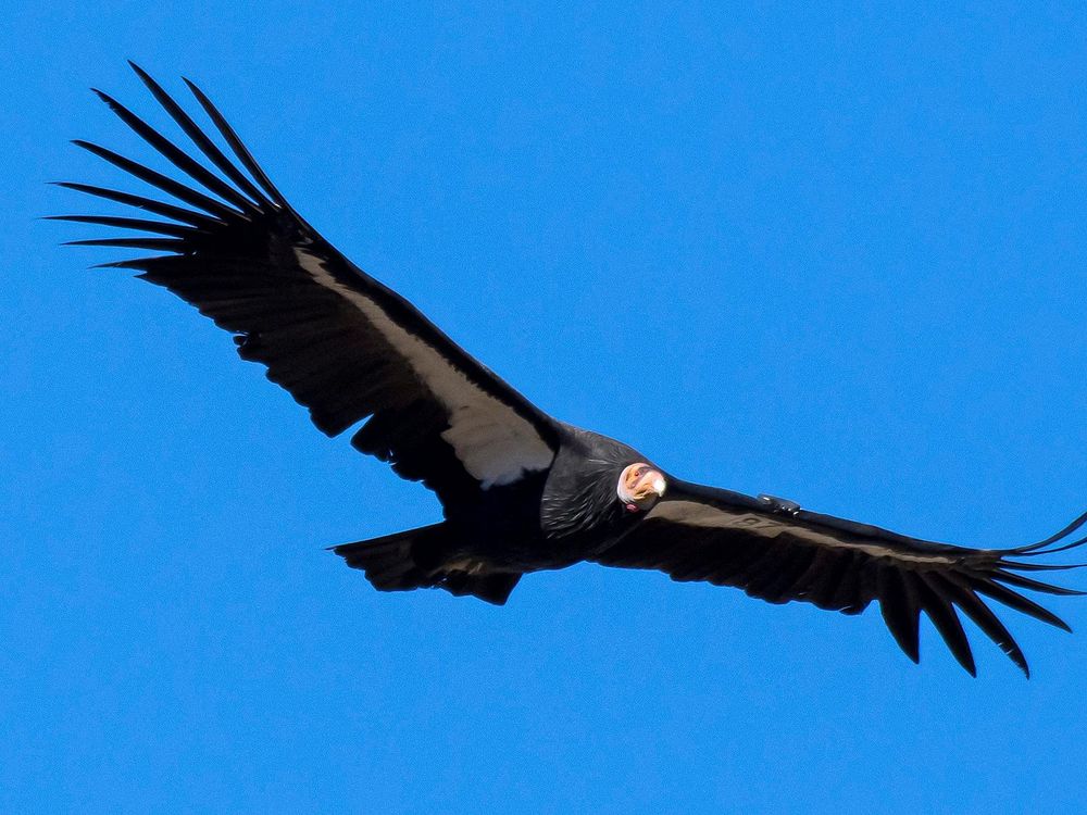 California condor