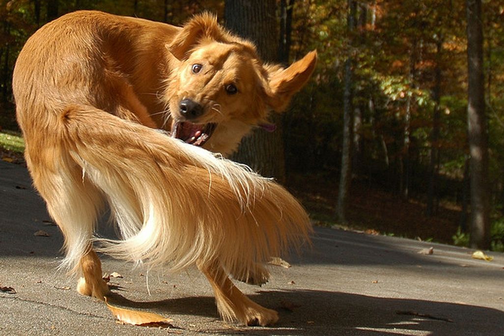 20120822101007dog.jpg