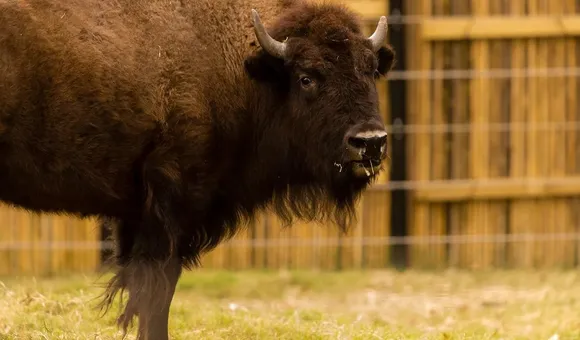 American bison