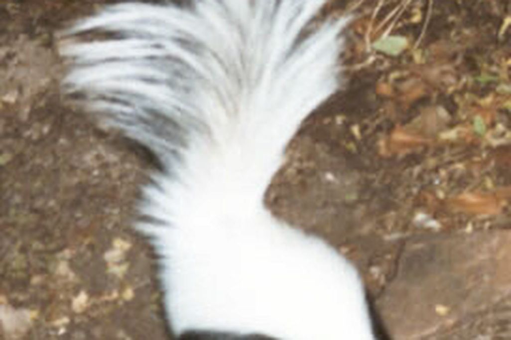 hooded skunk