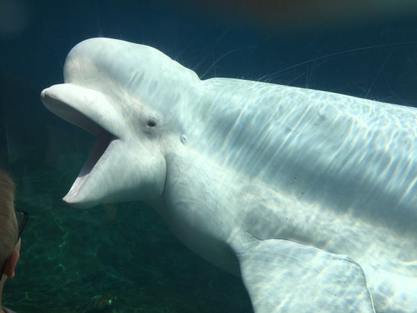 Beluga whale touring the tank at Mystic Aquarium thumbnail