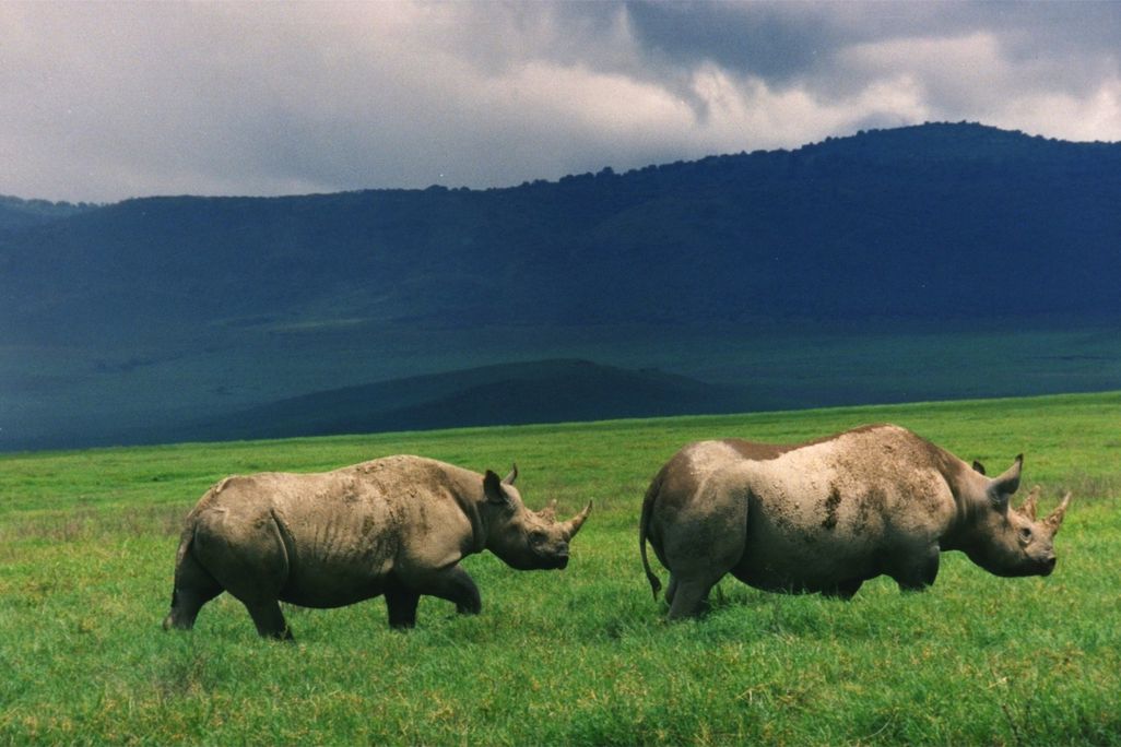 Black_Rhinos_Kenya.jpg