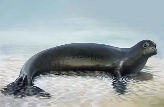 Caribbean monk seal illustration