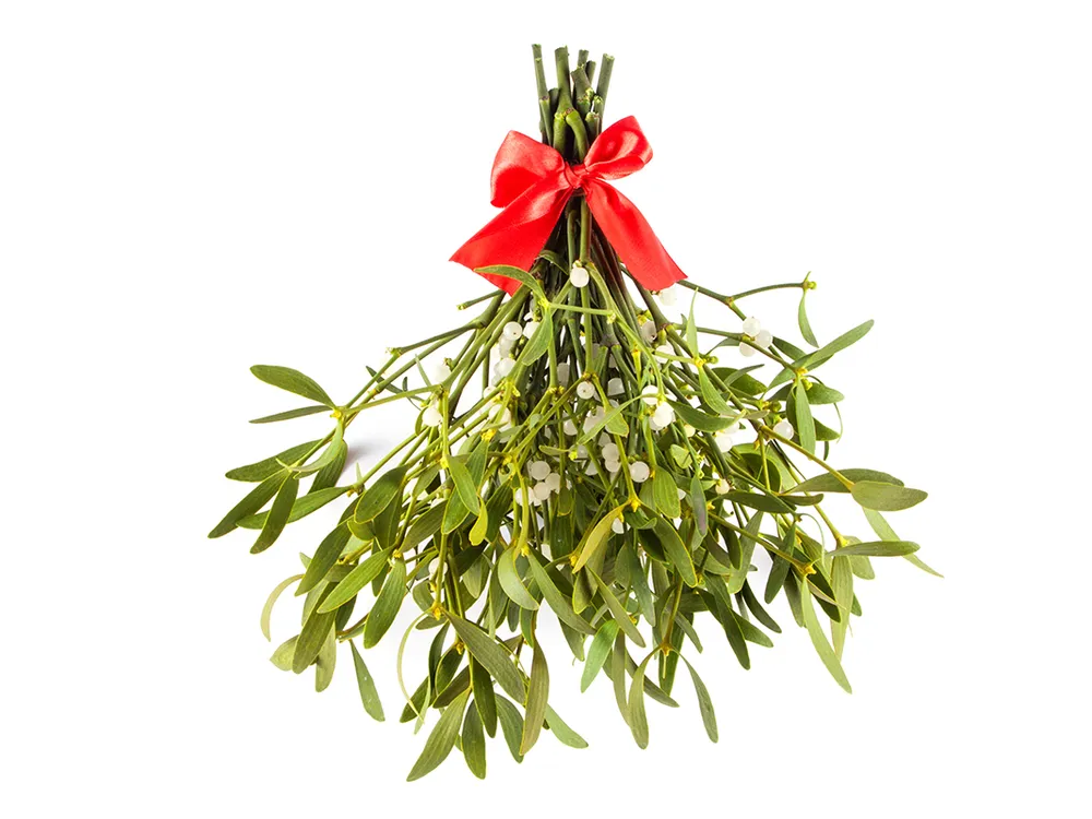 The Enduring Romance of Mistletoe, a Parasite Named After Bird Poop |  Science | Smithsonian Magazine