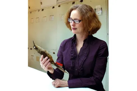 By studying recent mass extinctions on islands like Hawaii, Dr. Helen James is painting a picture of bird biodiversity today. Her research involves digging up fossils in caves to study bygone species, like the Kioea.