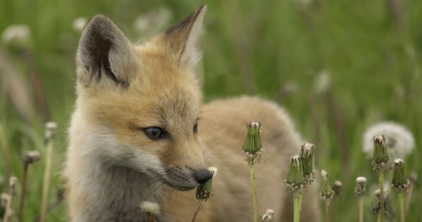 The Fragile Life of a Rural Fox thumbnail