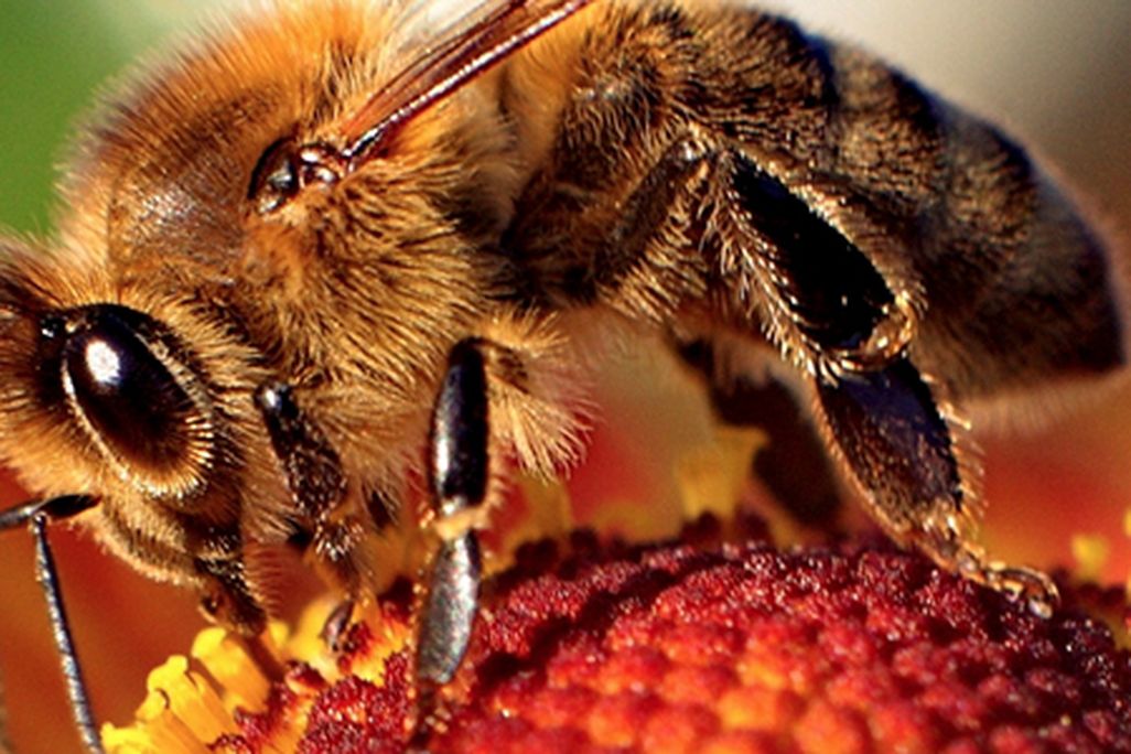 Surprising-Science-Video-Bee-631.jpg