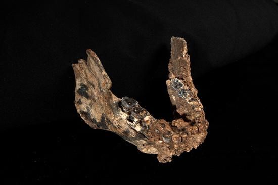 One of the lower jaws recently unearthed at Koobi Fora, Kenya.