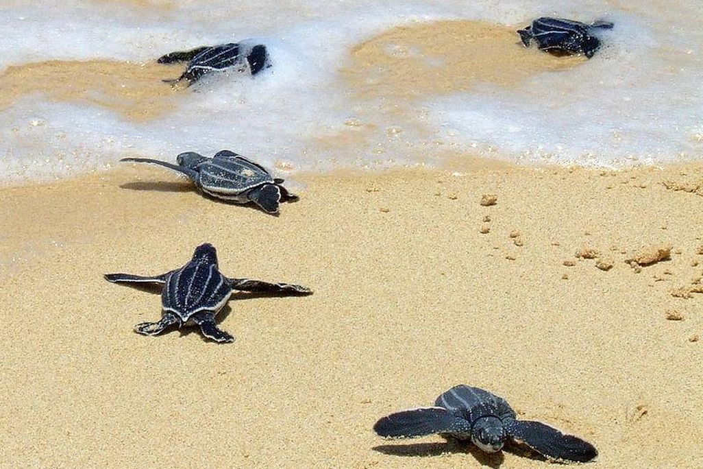 Leatherbacks_crawling_to_the_sea.jpg