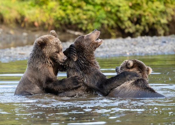 The Three Stooges thumbnail