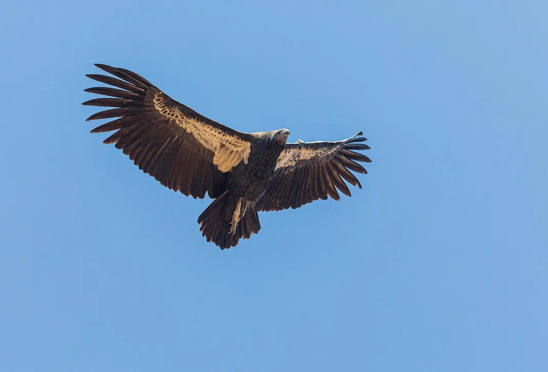 A condor in flight