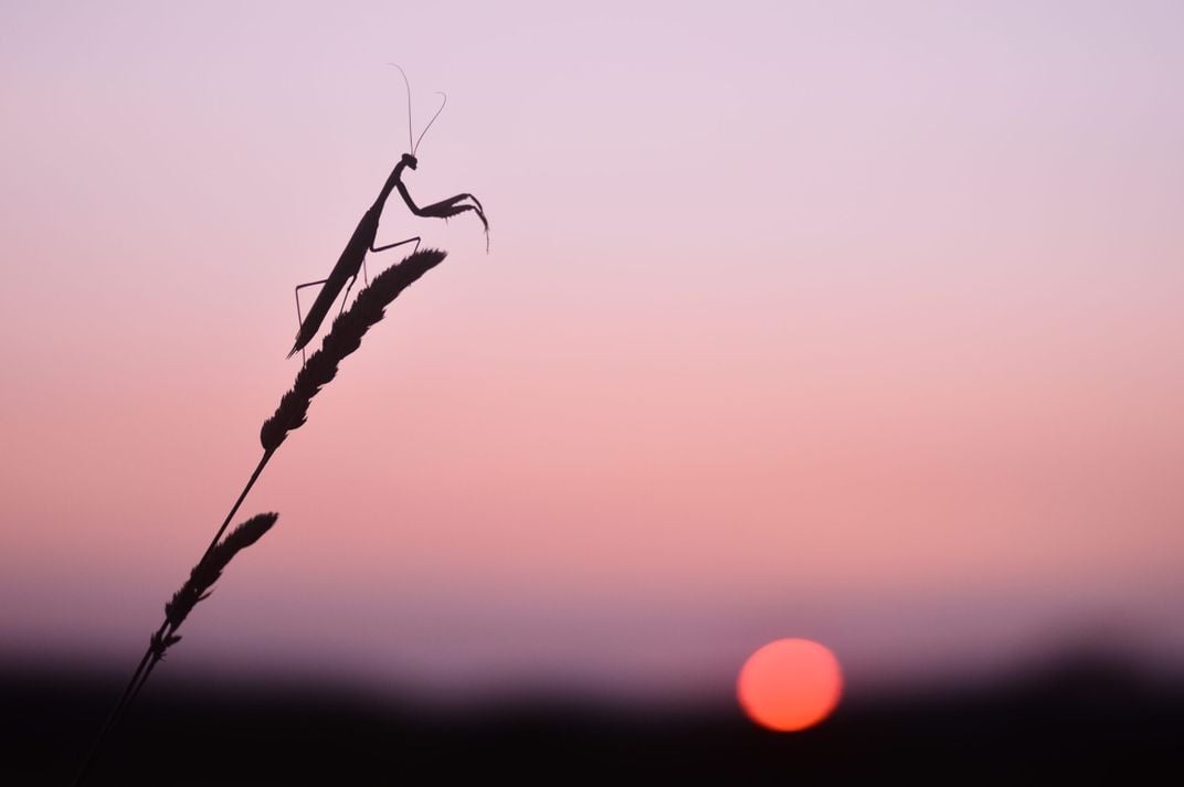 a silhouette of the full body of a praying mantis on a reed in the upper left in front of a pink sky, the sun visible as an orange circle at the lower right