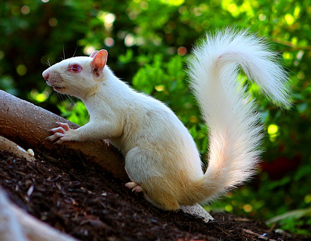 Spotted An Albino Squirrel While Touring Museums In Washington Dc Smithsonian Photo Contest