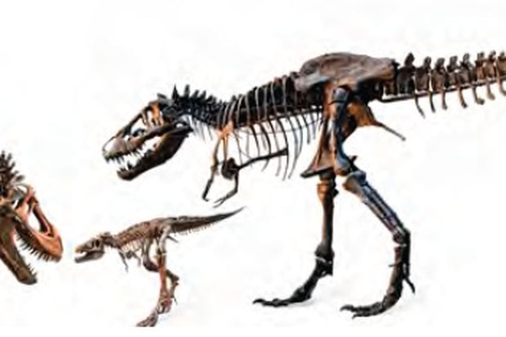 20110520083308tyrannosaurus-family.jpg