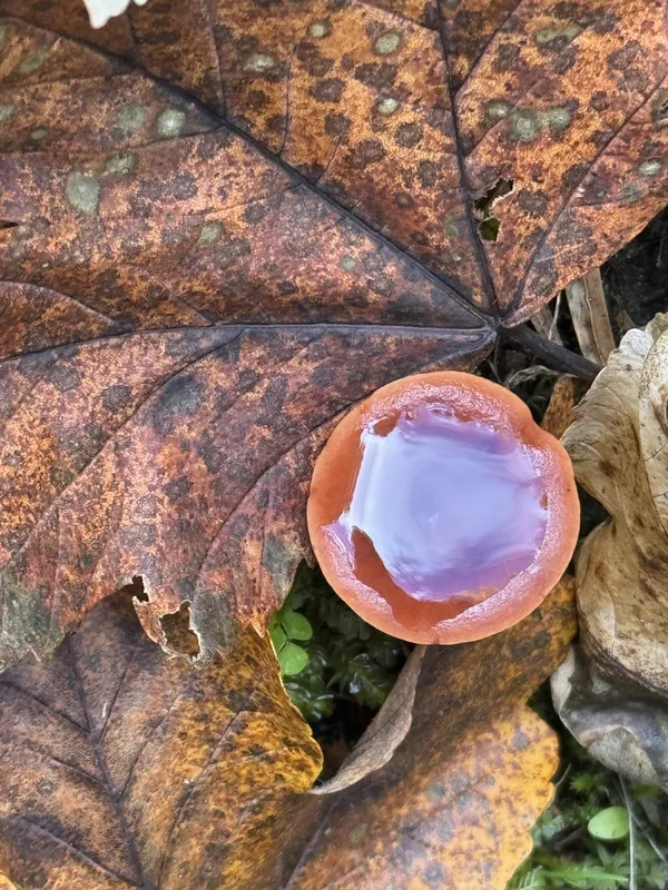 Magic Mirror thumbnail