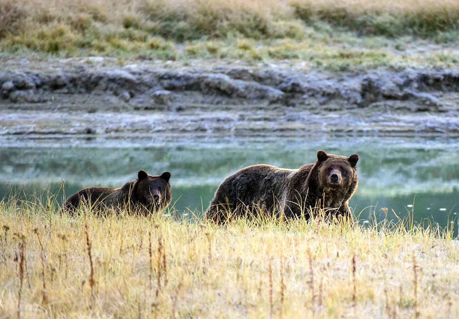 Grizzly Bears and the Endangered Species Act