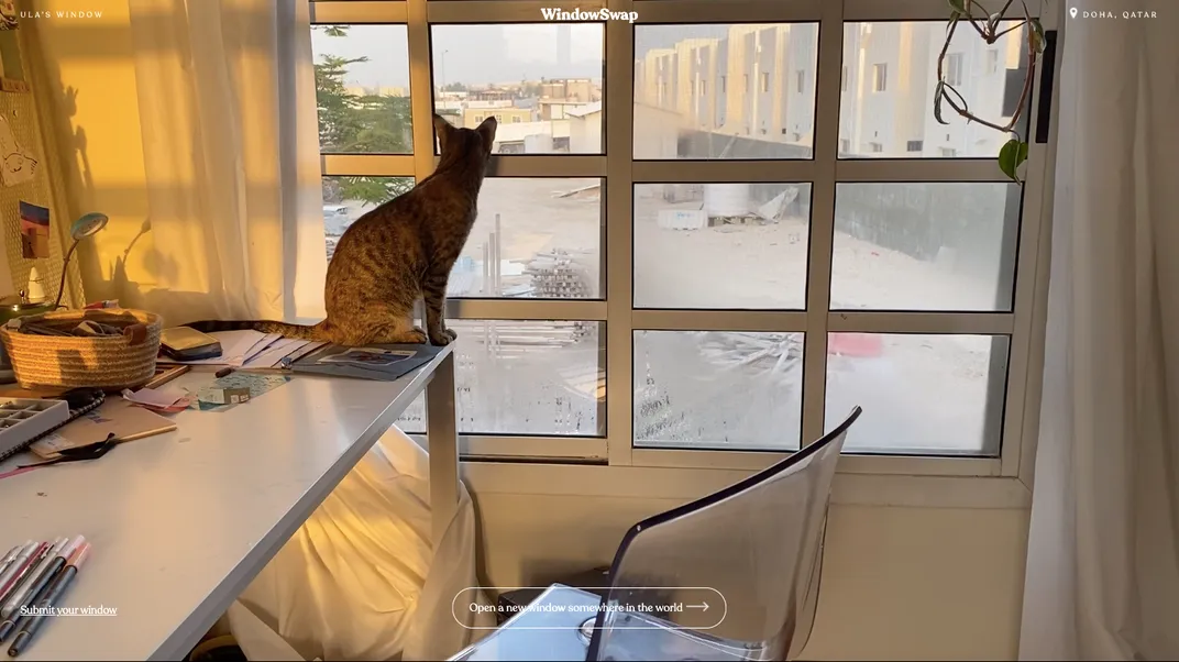A cat gazes out a window in Doha, Qatar
