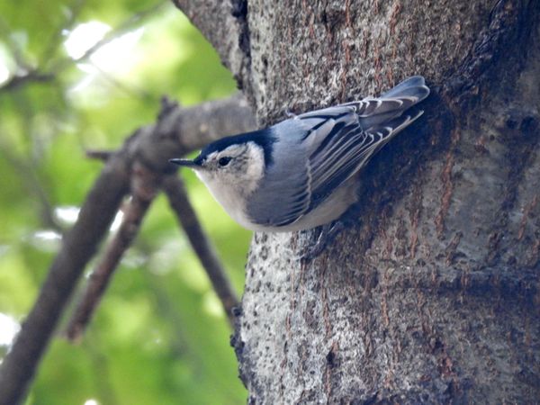 Black capped chickadee on the prowl thumbnail