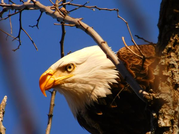 Bald eagle thumbnail