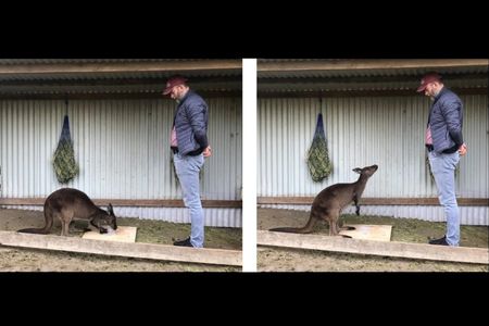Two sequential photos showing a kangaroo alternating its gaze between a box full of food it can't open and a human. 