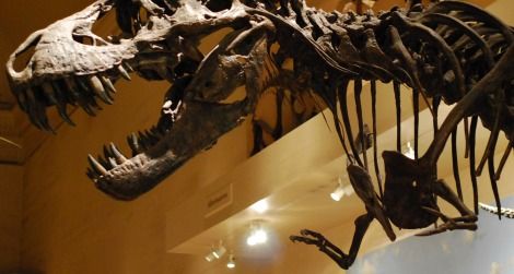 A reconstruction of Tyrannosaurus rex on display at the National Museum of Natural History.