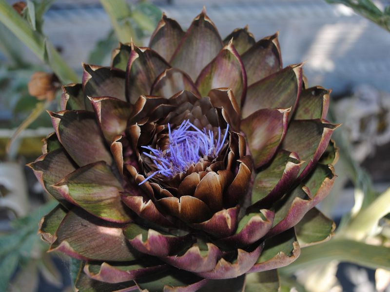 artichoke blooming Smithsonian Photo Contest Smithsonian Magazine