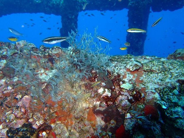 A reef ecosystem grows on an oil rig in the Gulf of Mexico.