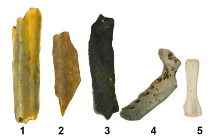 Five bone fragments that are different colors based on how burned they are