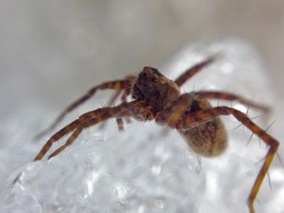 The spider’s tastes are shifting away from springtails, triggering a cycle of events that could serve as a welcome deterrence to Arctic climate change