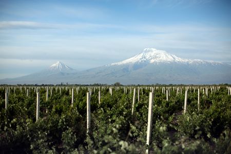 Wine grapes grow in the shadow of Mount Ararat. 