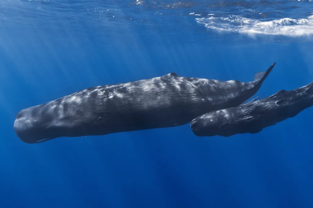 sperm whales