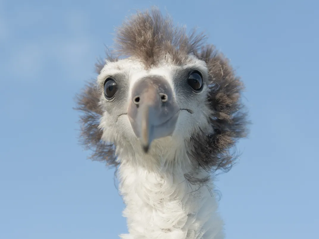 the head of a chick, looking mostly bald with some tufts of fluff around the top and sides of its head