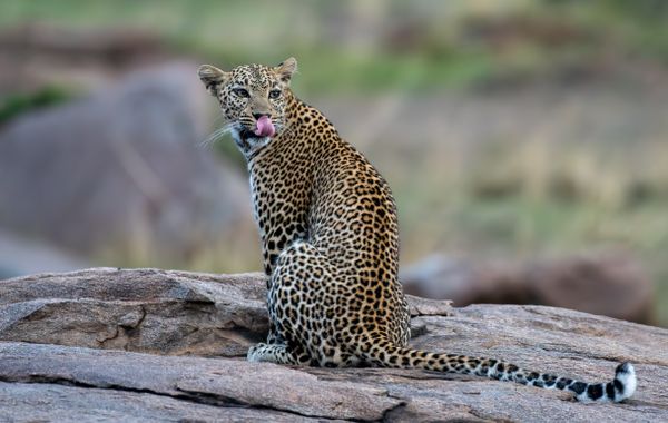 A Leopard sitting on a flat rock in Kenya thumbnail