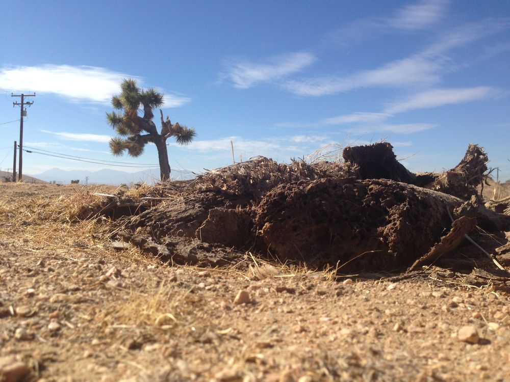 Death of a Joshua Tree Smithsonian Photo Contest Smithsonian Magazine
