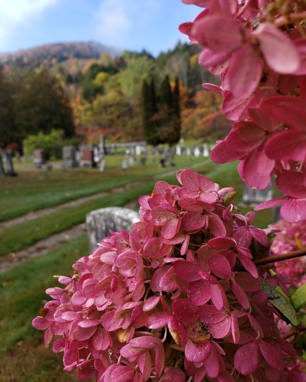 Hydrangea memories thumbnail