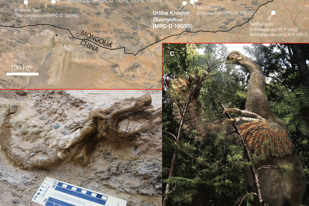 A collage of images shows a cropped map of the Gobi Desert, the claw with its keratinous sheath at the site of its discovery, and a life reconstruction of a large feathered dinosaur