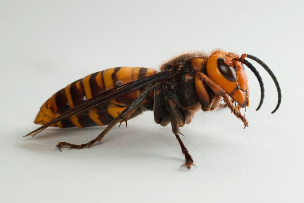 An image of a male Asian giant hornet against a white background