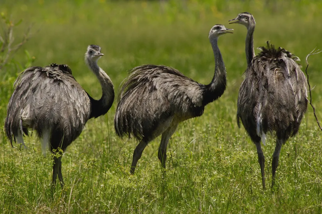 Greater Rhea trio