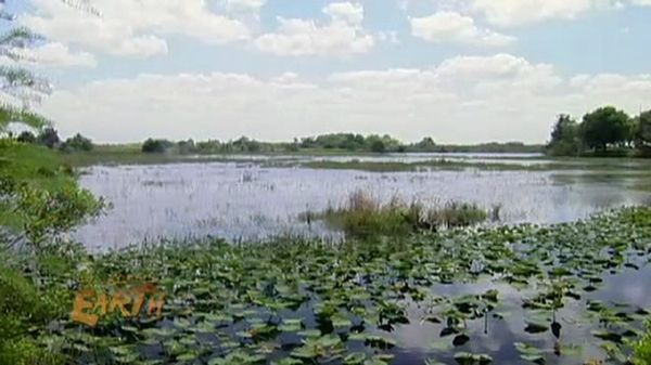 Preview thumbnail for Florida Everglades: Restoring the Wetlands