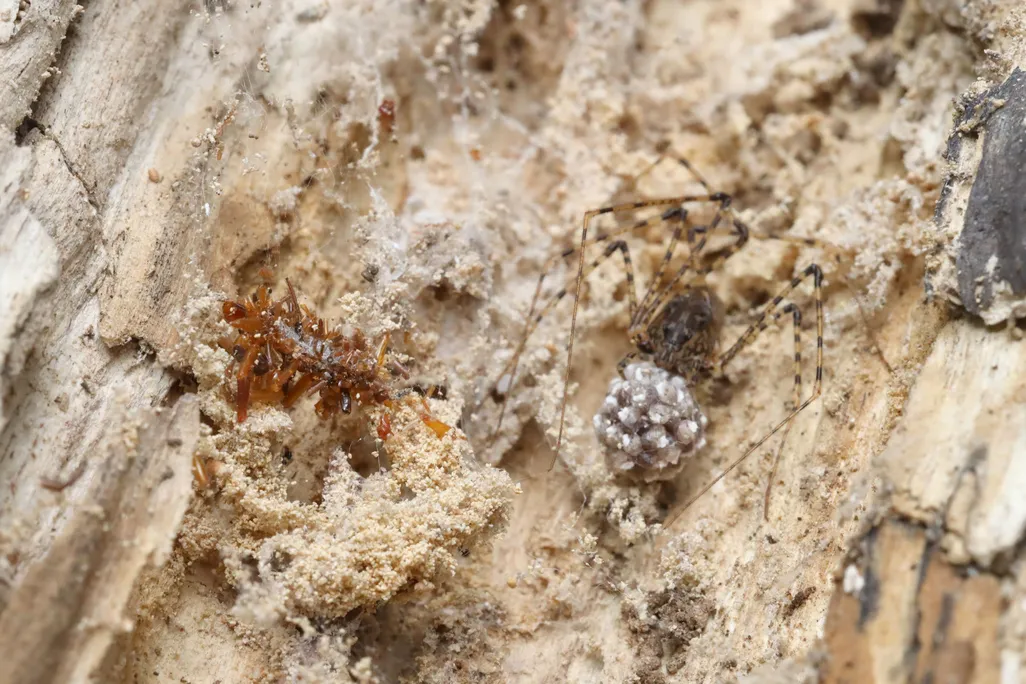 against the bark of a rotting log, a spider guards an egg sac with a bone collector caterpillar nearby