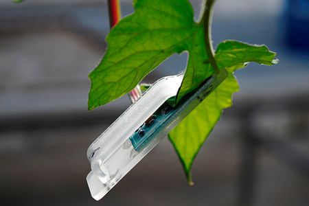 The better we can track hydration in plants, the more we can avoid both over- and under-watering our crops.