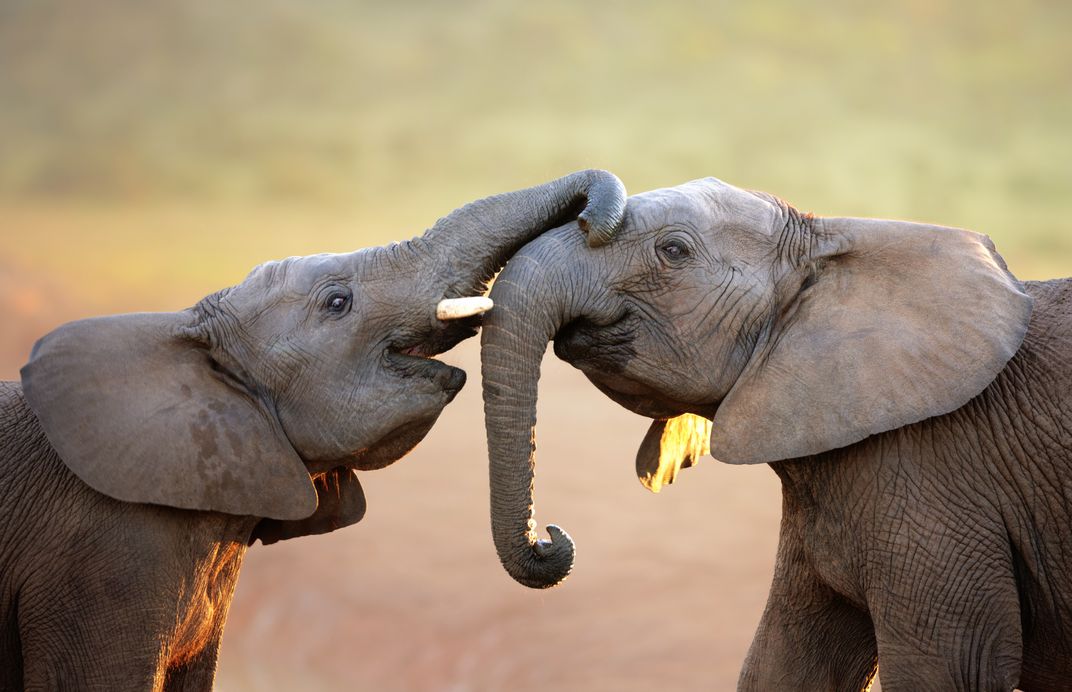 Baby elephants in Addo National Park