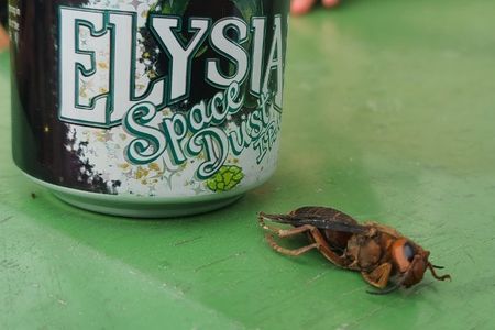 A photo of the Asian giant hornet specimen found near Marysville, Washington.