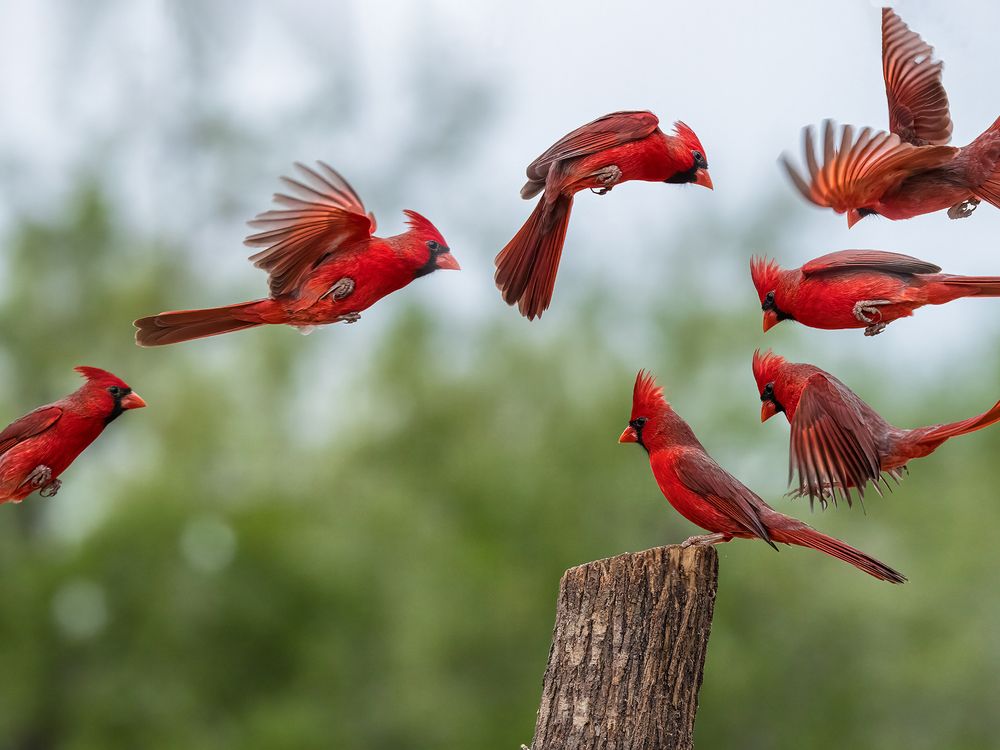 A Cardinal's Landing | Smithsonian Photo Contest | Smithsonian Magazine
