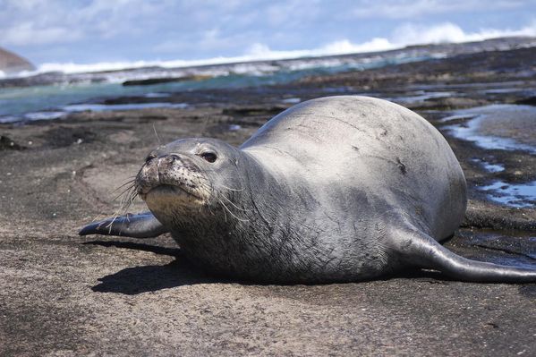 Endangered Hawaiian Monk Seal on Nihihau(forbidden island) thumbnail